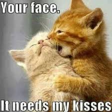 Gemma Leck Samantha Irvine Judith Blair Cute Animals Kittens Cutest Animals