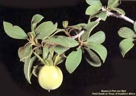 Image result for Diospyros dichrophylla
