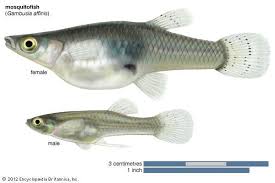 Is Mosquito Larvae The Best Fish Food?! - Pointe Pest Control | Chicago  Pest Control And Exterminator