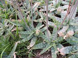 Image result for Aloe parvibracteata