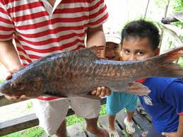 Murray cod adalah ikan predator air tawar terbesar di australia. Inilah 5 Jenis Ikan Termahal Di Malaysia