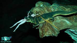 To enroll, you must be 10 years old or older. A Complete Guide To Scuba Diving In Mexico Dive Holiday