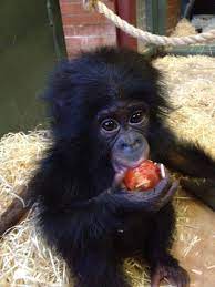 Baby Chimpanzee Eating An Apple Baby Chimpanzee Cute Baby Animals Cute Monkey