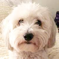 Don't allow a dog to jump up on your furniture without permission. Havanese Rescue
