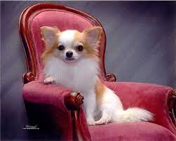 Chihuahua Champio Chihuahua Champion Cute Chihuahua Chihuahua Dogs Chihuahua Love