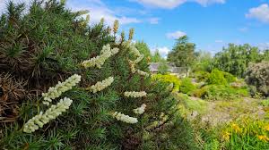 Image result for Scoparia