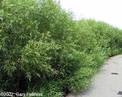 Image result for Salix