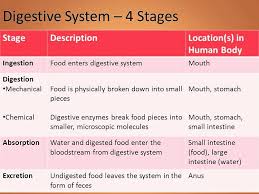 Aug 19, 2019 · if the water is being consumed during or after a meal, it can take anywhere from 45 minutes to 2 hours for the stomach to digest the food, bring the water along with it and for that water to be fully absorbed into the bloodstream. How Long Does It Take To Digest Food And Absorb Nutrients