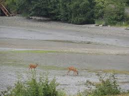 Deer Walking Out On Beach At Sequim Bay While Tides Out Sequim Washington Sequim Washington Pacific Northwest Olympic National Park