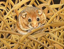 Edible Dormouse By Ditz Dormouse Giclee Print Fine Art Gallery