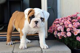 We are located in the north east corner of indiana just south of ft wayne and are a family of 10 that has really enjoyed the english bulldog breed. Why Buy A Puppy From Uncle Bill S