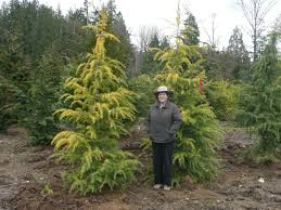 Maybe you would like to learn more about one of these? Doedar Cedar In Washington State
