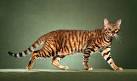 Bengal Cat Colors and Patterns Visual Guide