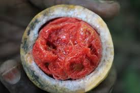 Image result for Clitandra cymulosa