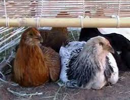 My cross beak pullet that has always ate on her own. Ameraucana Pullet And Cockerel Ameraucana Chicken Pullet Cockerel