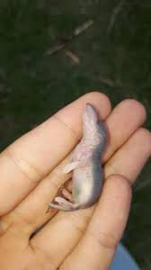 Ist Das Eine Spitzmaus Oder Ein Maulwurf Tiere