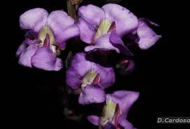 Image result for Macropsychanthus