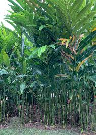 Image result for Etlingera elatior