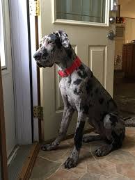 My 6 month old Great Dane Bruce : r/aww