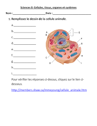 1 Remplissez Le Dessin De La Cellule Animale A B C D E