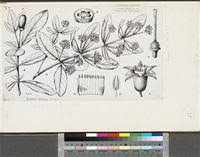 Image result for Cheirostylis lepida