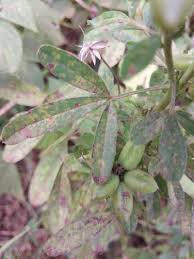Image result for Crotalaria aculeata
