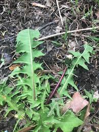 Image result for Taraxacum sp.