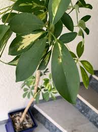 Image result for Araliaceae