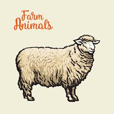 How to draw a cute lollipop, things to draw. Vector Schets Cartoon Stijl Schapen Gehoornde Ram Lam En Schapen Hoofd Set Geisoleerde Illustratie Op Een Witte Achtergrond Hand Getekend Dier Zonder Hoorns Rundvee Boerderij Tweehoevige Dieren Royalty Vrije Cliparts Vectoren En