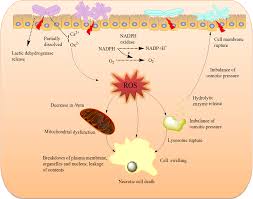 Https Pubs Acs Org Doi Pdf 10 1021 Acsomega 7b00510