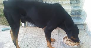 Click here to see litter box, photographs of puppies. Perfect Balanced Diet For Your Doberman