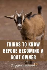 8 Things You Need To Know Before Getting Pet Goats The Thrifty Homesteader In 2020 Goats Pet Goat Raising Goats