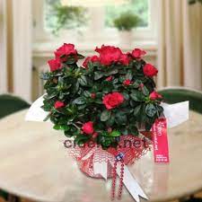 Kış ayında ekilen, yetişen ve açan çiçekler hangi tür ve isimleri nelerdir?bahçe evde saksı ve balkon çiçek olarak ne ekilir? Yaz Kis Kurumayan Cicekler Cicekal Net