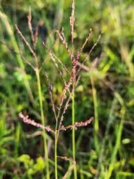 Image result for Digitaria velutina