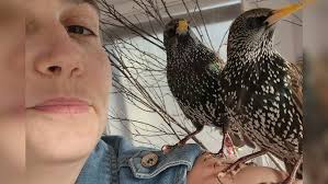 Stella the Starling looking for snacks