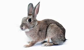 I could see the prints in the snow and they led from the alley, through my neighbor's yard, through my yard and directly to the back door. Biblical Meaning Of Rabbits In Dreams Interpretation And Meaning