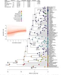 Image result for Megalochlamys revoluta
