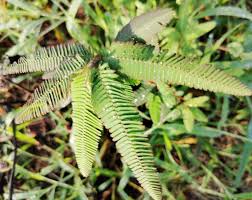 Image result for Aeschynomene indica