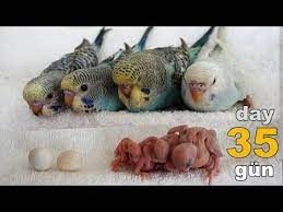 muhabbet kusu pastelin yavrulari 35 gunluk gelisimi youtube muhabbet kuslari pastel kusu