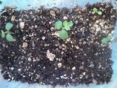 Grab the latest working egrow coupons, discount codes and promos. How To Grow Black Rose From Seeds