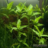 Image result for Floscopa tuberculata