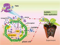 Plants lack specialized immune cells—all plant cells participate in the plant immune response. Preventing Viral Disease By Znonps Through Directly Deactivating Tmv And Activating Plant Immunity In Nicotiana Benthamiana Environmental Science Nano Rsc Publishing Doi 10 1039 C9en00850k