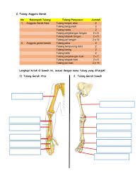 Tulang pangkal kaki yang berbentuk kubus. Tulang Tulang Penyusun Rangka Manusia Worksheet