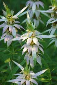 Image result for Motandra paniculata