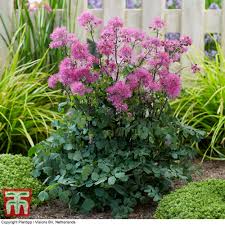 Maybe you would like to learn more about one of these? Thalictrum Delavayi Hewitts Double Chinese Meadow Rue Hewitts Double In Gardentags Plant Encyclopedia