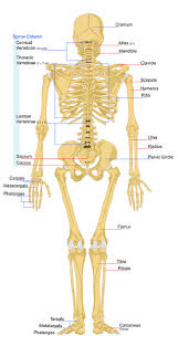 This is what is called a perimortem injury, one occurring at or around the time of death. The Human Spine Its Composition And How To Keep It Healthy Human Bones Anatomy Human Bones Human Skeletal System