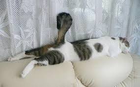 Super Funny Sleeping Position Of Cats Funny Cat Videos Cats Cat Sleeping