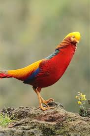 Golden Pheasant Wildlife 828x1792 Iphone 11 Xr Wallpaper Background Picture Image Looking for the best wildlife wallpaper? golden pheasant wildlife 828x1792
