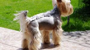 Different Yorkie Haircuts Lots Of Yorkshire Terrier Hair Styles
