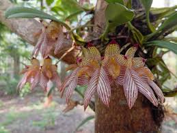Image result for Bulbophyllum josephi